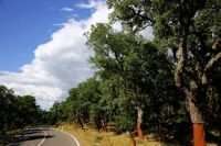 coltivazione-quercia-da-sughero